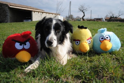 angry birds peluches